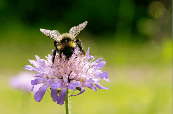 How do you count a bumblebee?