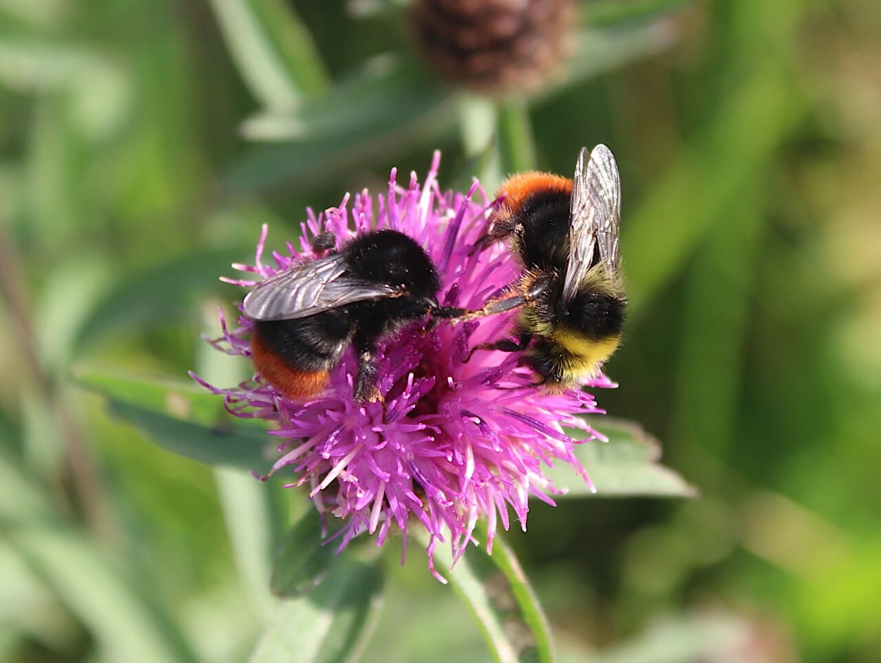 How do you count a bumblebee?