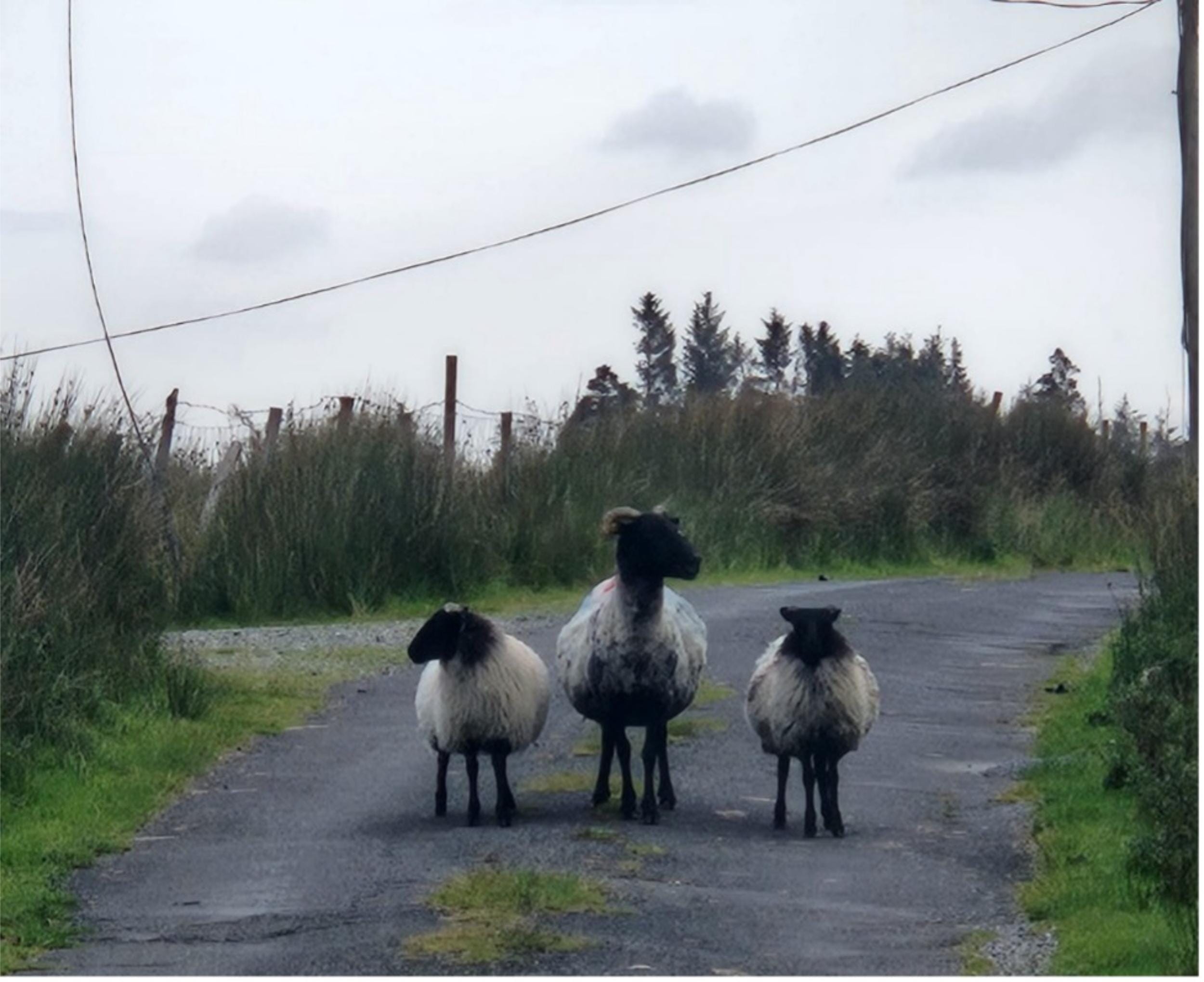 Three sheep on a Connemara country road. © Katie Larkin