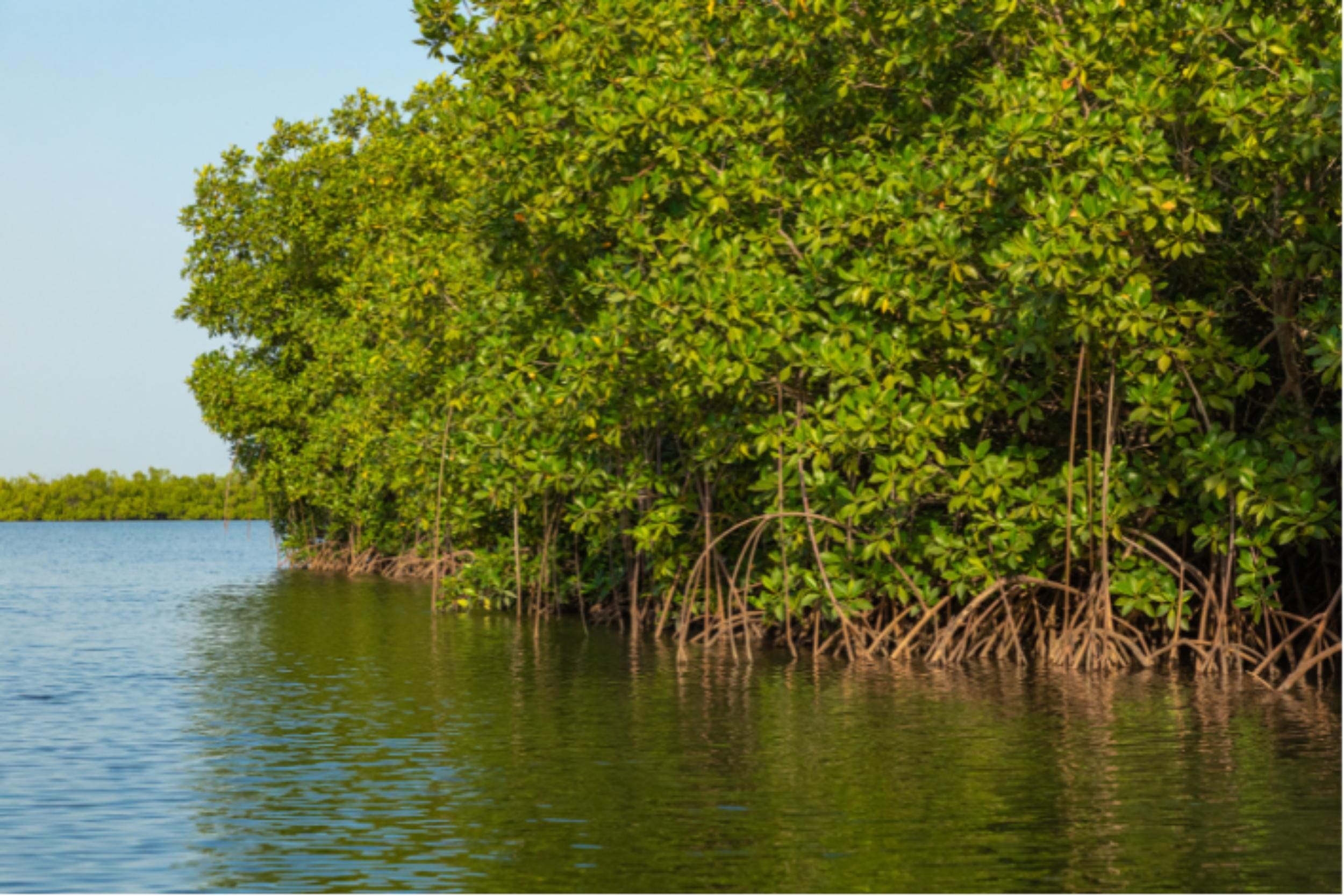 Nature as a security risk: what biodiversity loss means for national and global stability