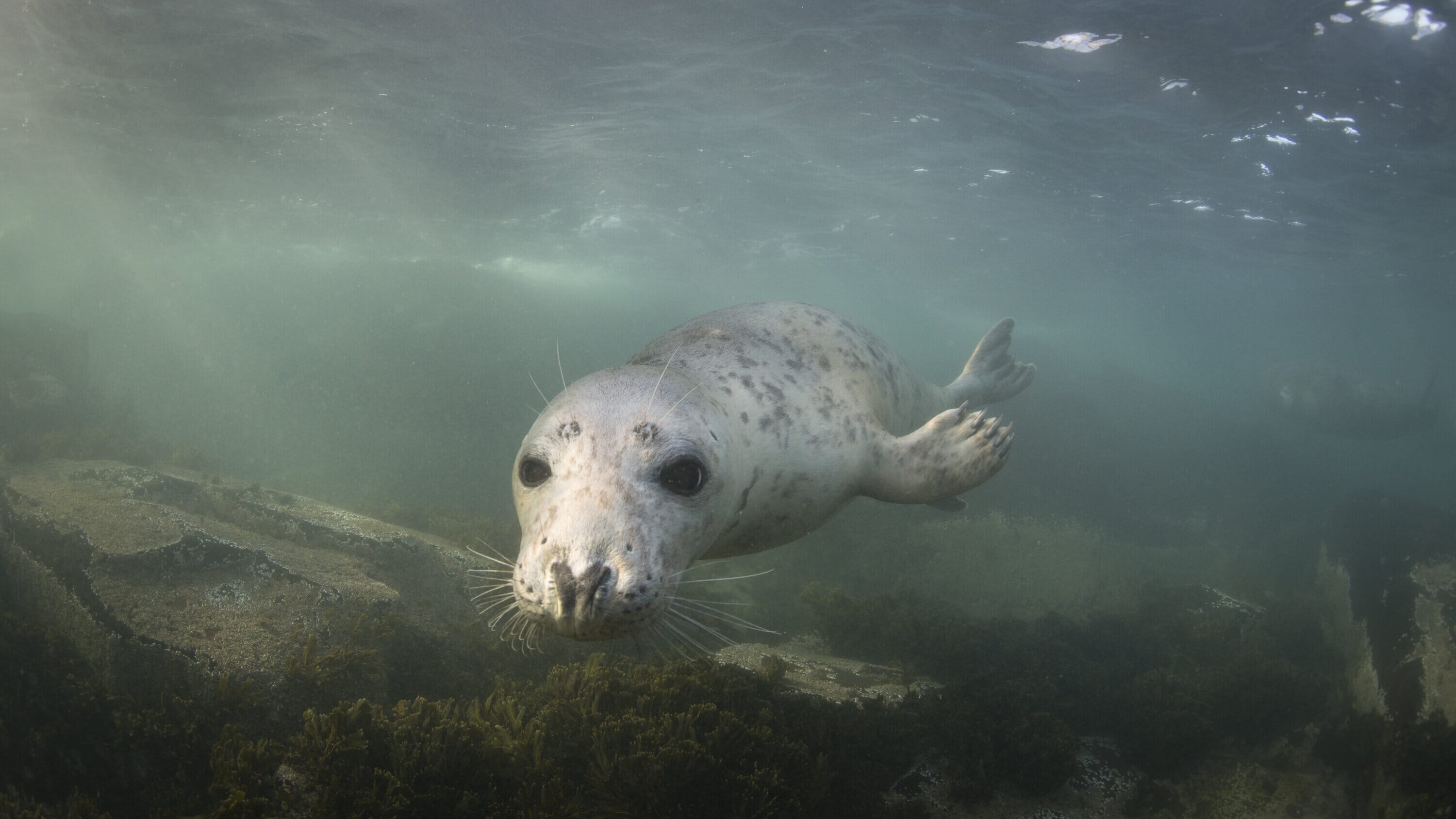 The UK’s ocean health report card is damning, and protected areas aren’t enough