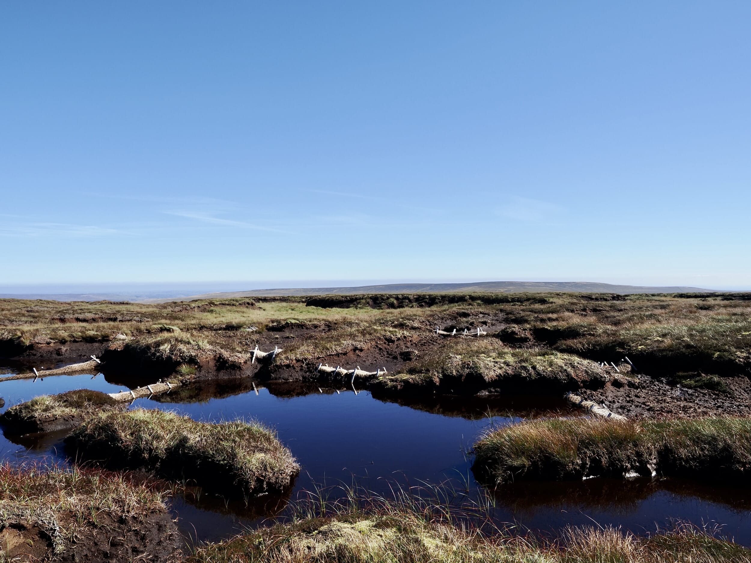 The rise of a nature restoration economy